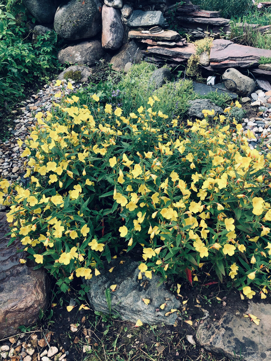 Энотера из пару кустиков вымахала в громадный куст, за которым лаванды даже и не видно. Везде фото автора.