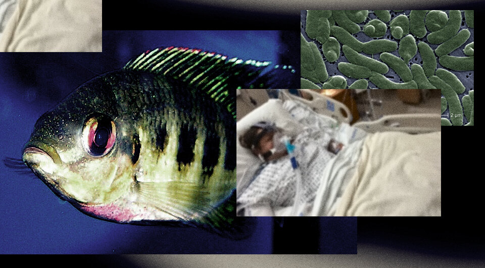   N + 1; James Gathany / Wikimedia Commons / Public Domain; regani / Wikimedia Commons / Public Domain; KRON 4 / YouTube