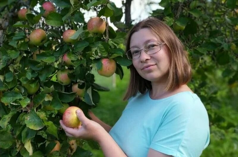 Собираю урожай яблок.