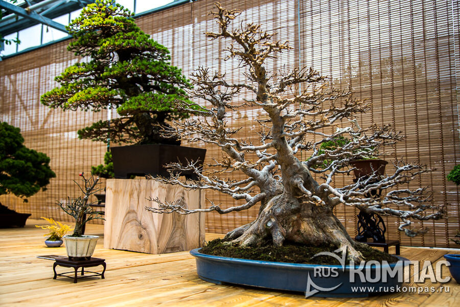 Справа - клен трехраздельный, возраст которого около 75 лет.