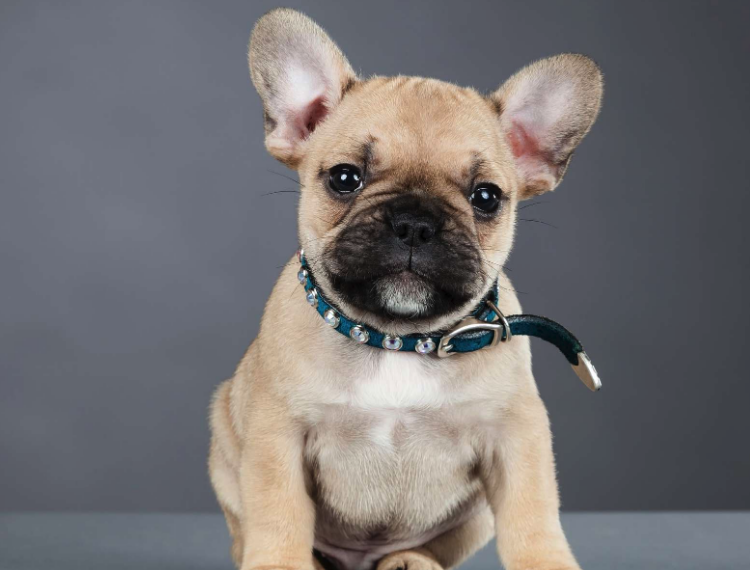 Нравится французик? Ставим палец вверх! 😋 😌