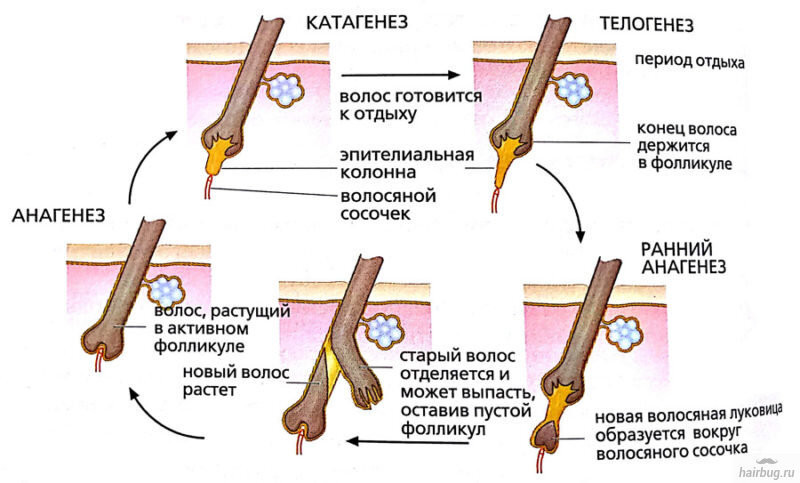 Жизненный цикл волоса