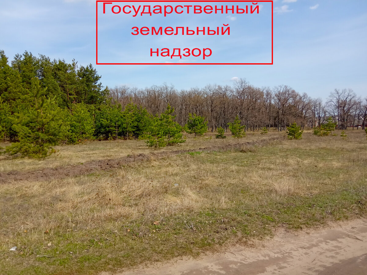 За такую растительность можно получить и штраф в определенных случаях