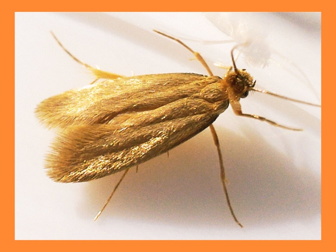 Вот так выглядит моль крупным планом