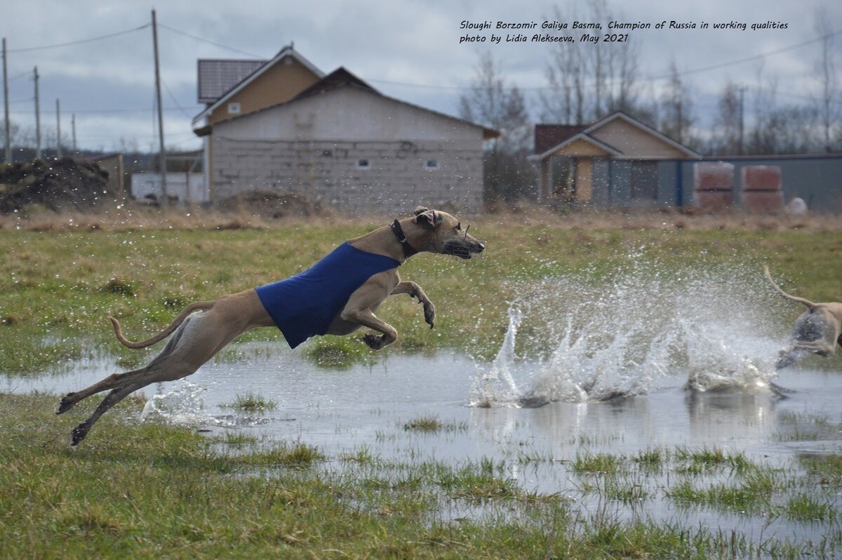 Арабская борзая с