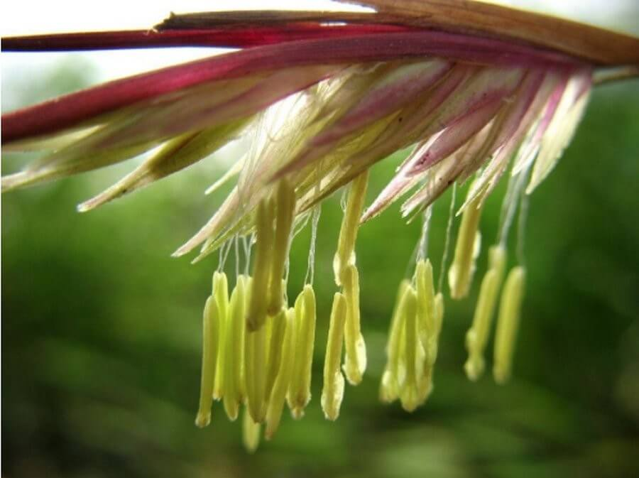 Цветок бамбука. ribalych.ru