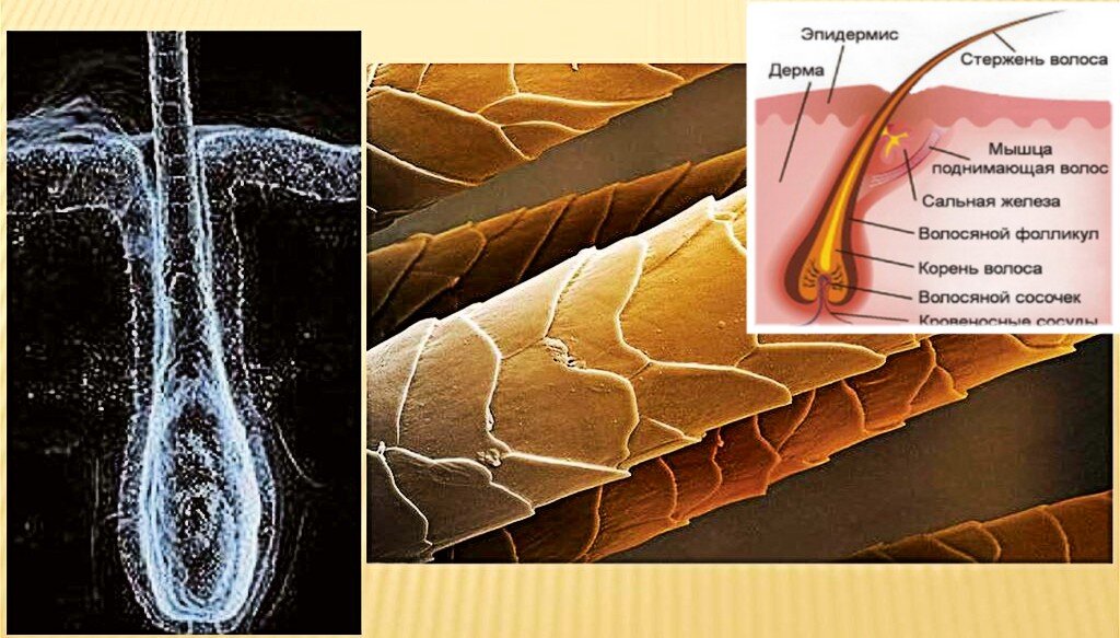 корень волоса