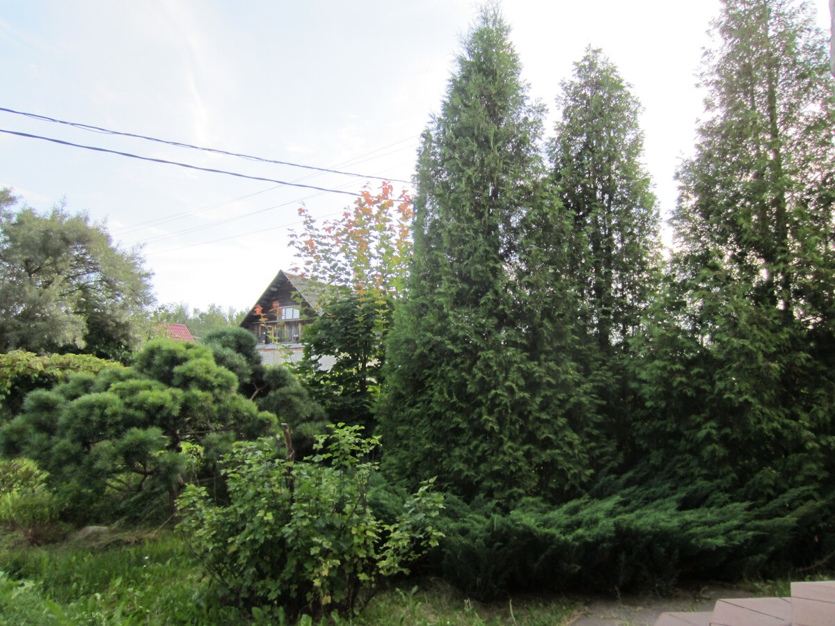 Древесно-кустарниковые посадки перед нашим крыльцом. Вот как раз перед ними будет кое-что новое. Немного