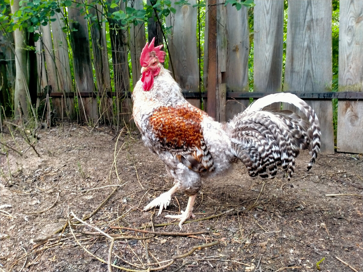 Вот он, «красавчик». Лапа в гипсе, который так и не помог