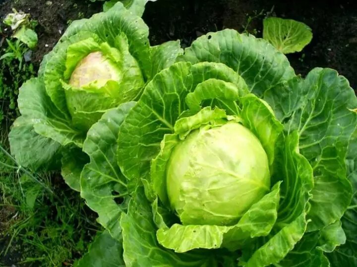 Фото: Кочаны "озимой" капусты получаются вкусными, сочными.