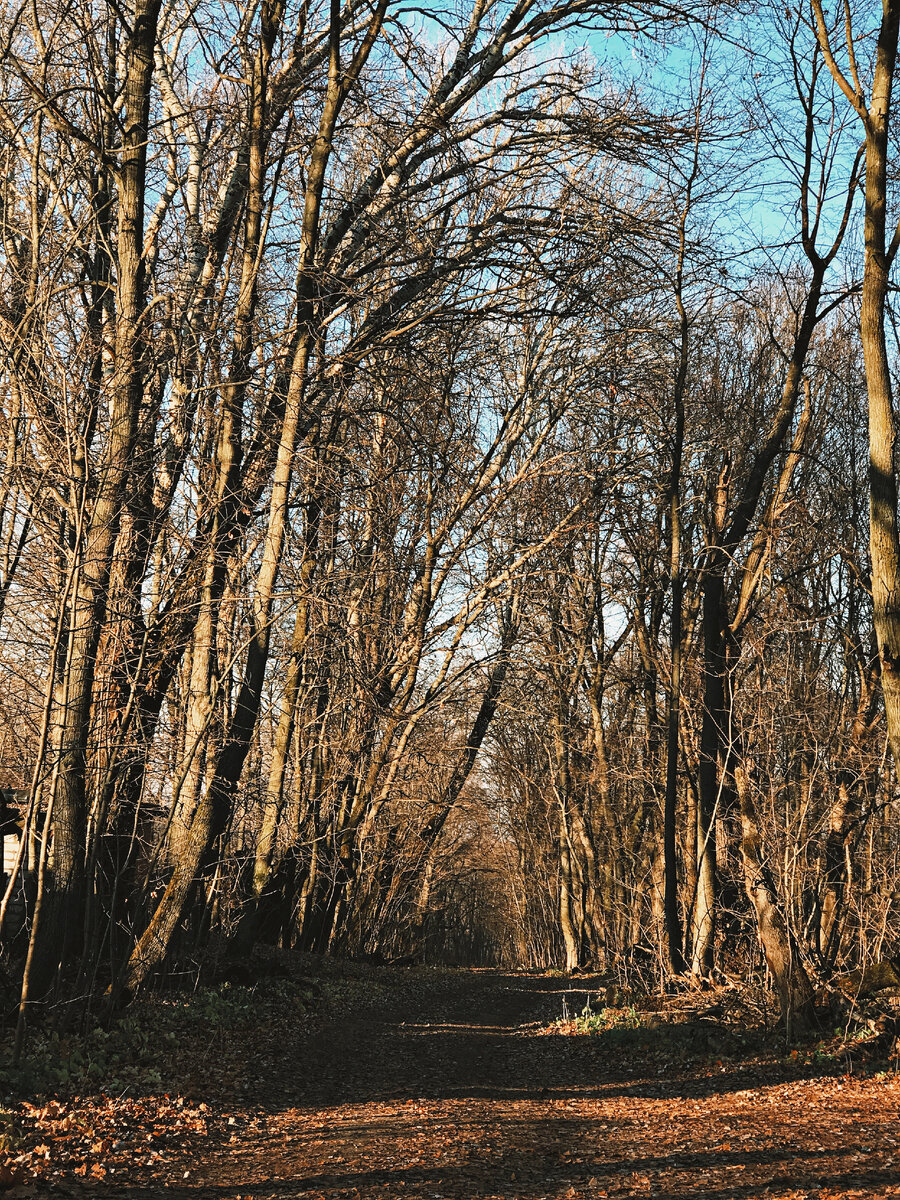 Дорога к усадьбе фон Мекка