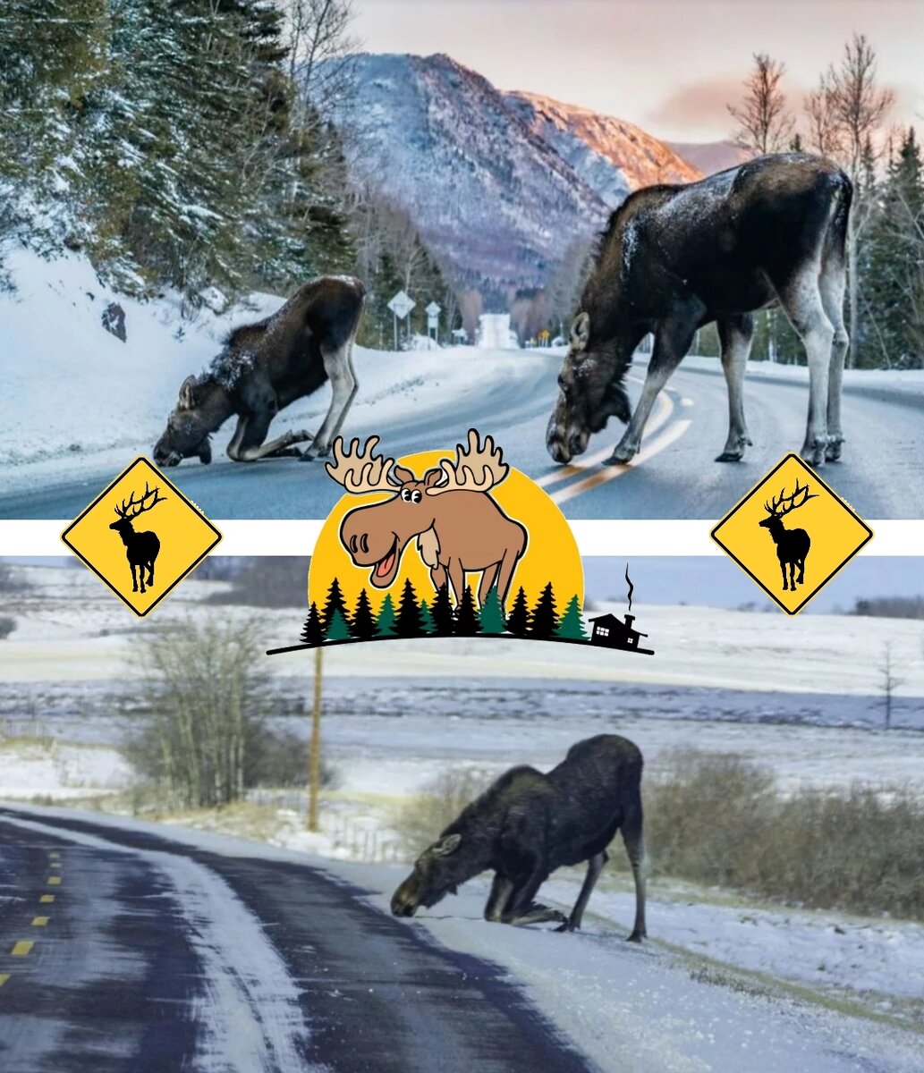 Коллаж автора канала. Знак «Осторожно, дикие животные» означает, что этот участок дороги максимально опасен и на нём произошло ДТП с дикими животными уже не единожды. 