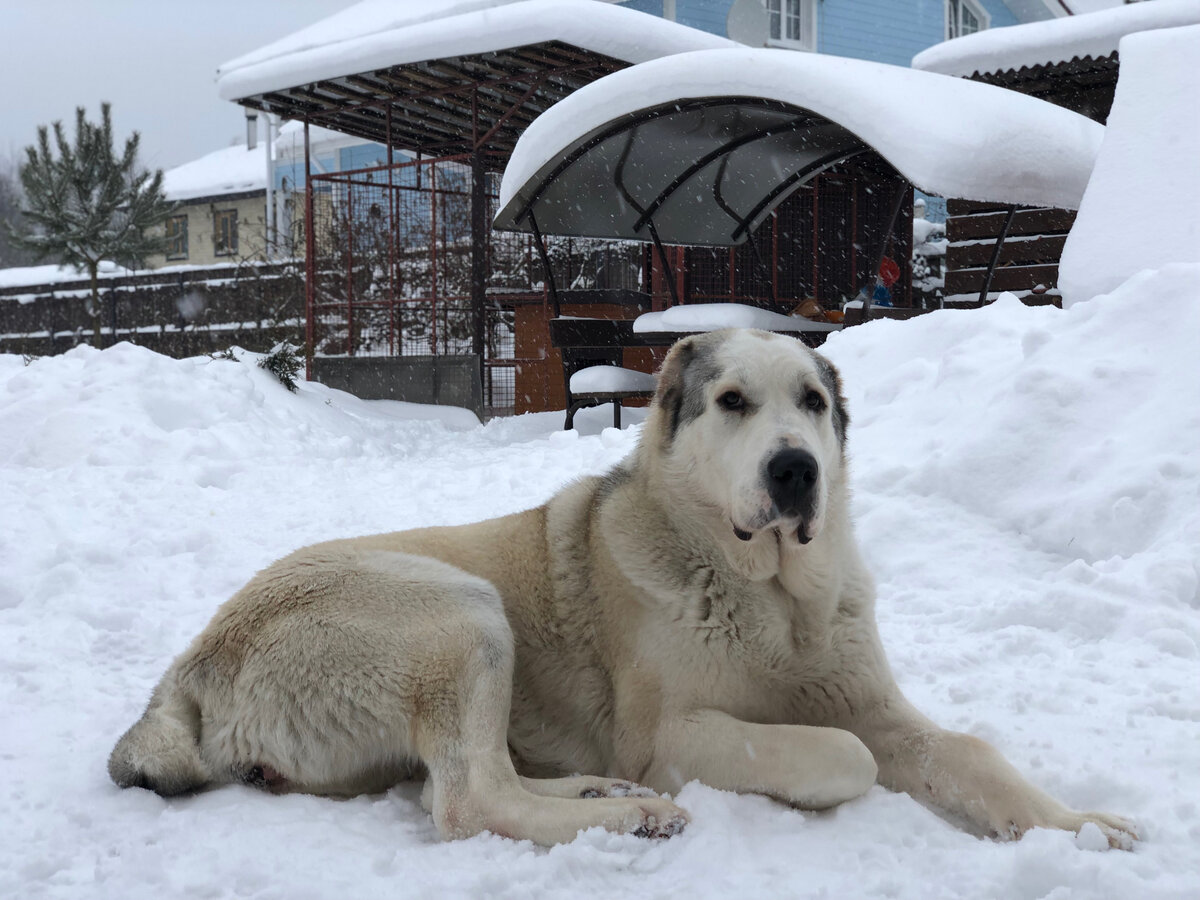 А снег идет...❄