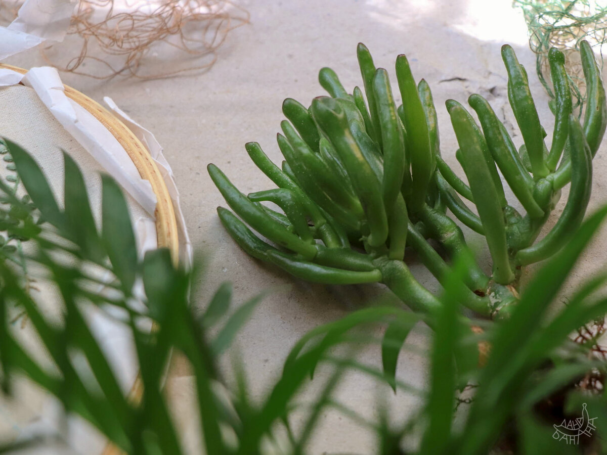 Ура, красула из Икеи за год не умерла, и даже немножко прибавила в росте! 