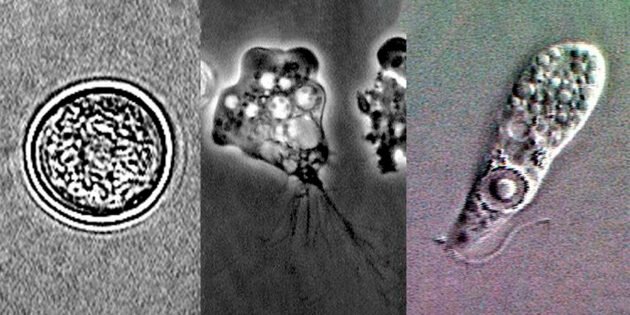Жизненные стадиии паразита. Изображение: CDC / Wikimedia Commons📷
