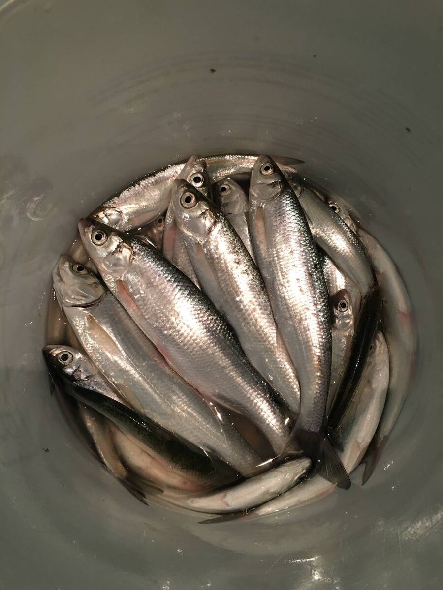 Каспийская шемая