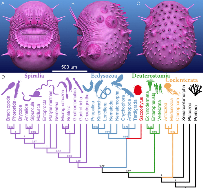    3D-модель Saccorhytus coronarius и его эволюционные связи с другими животными / © Liu et al., 2022