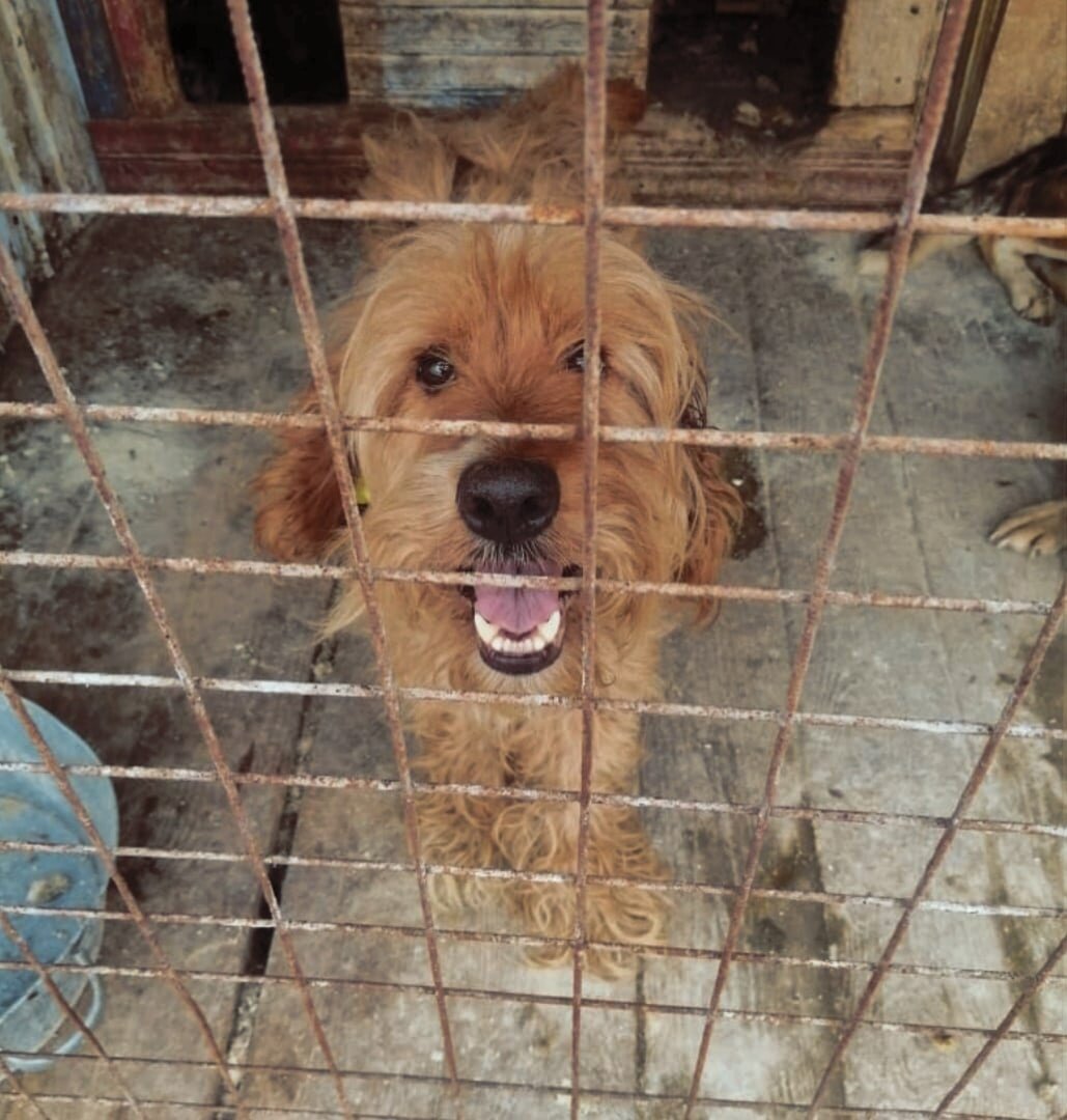 Рыжий бородач в отлове