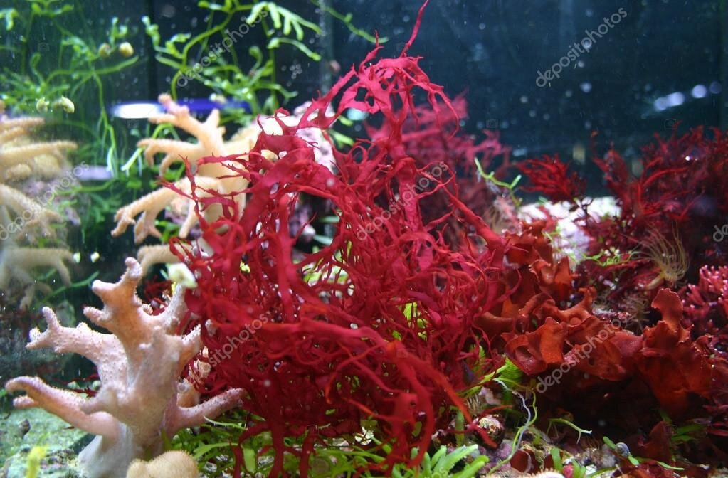 Красные водоросли ( фото) »