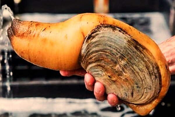 Блюдо из живой «пиуры» - «морские камни» 