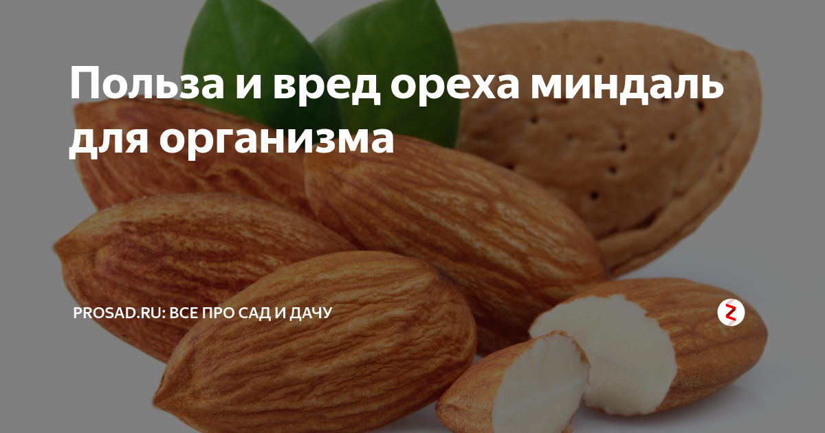 Миндаль польза для здоровья. Чем полезны орехи миндаль. Чем полезен миндаль для организма. Миндаль польза и вред для организма. Чем полезен миндальный орех для организма.