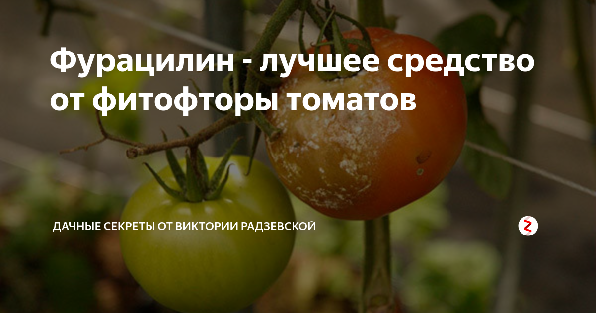 Фурацилин - лучшее средство от фитофторы томатов
