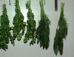 В наше время есть несколько способов сушки зелени на зиму. Рассмотрим основные из них: