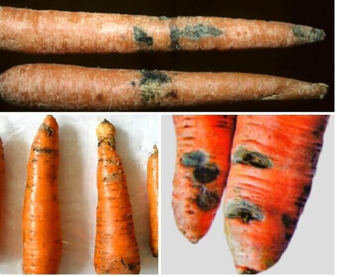 Болезни моркови и борьба с ними