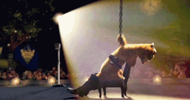 Всем котиков в ленту