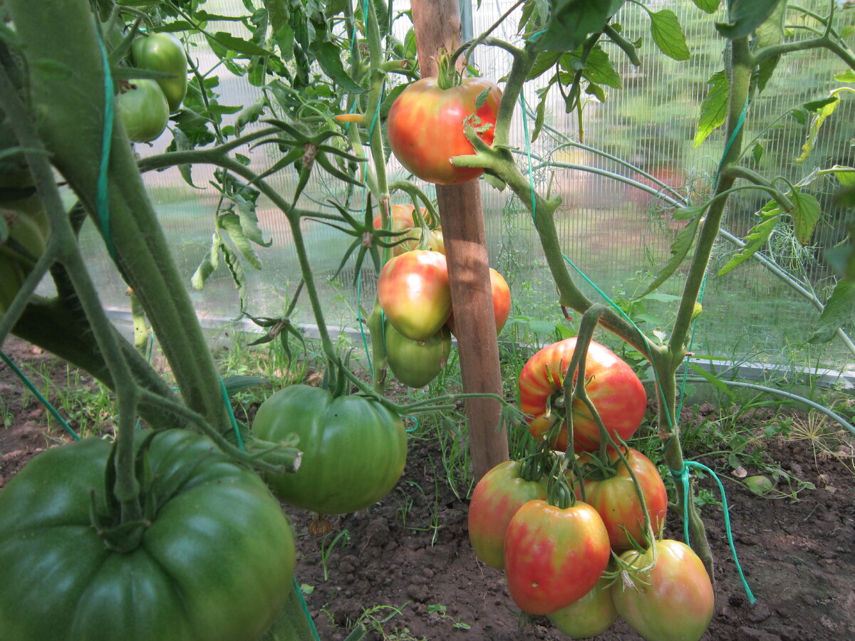 гигант иерусалима томат описание сорта
