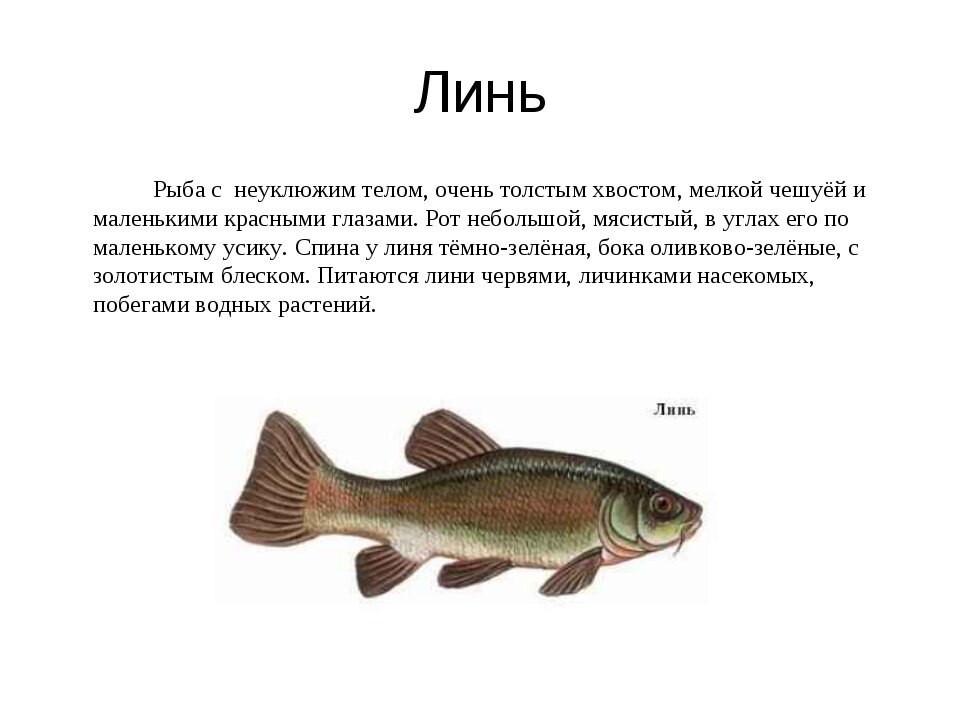 Рыба ребенок характеристика