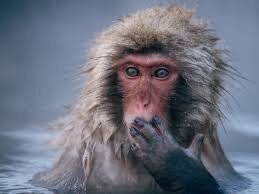 
Наблюдения за интимной жизнью некоторых представителей животного мира меняют представления о них как о бездумно и беспорядочно сношающихся созданиях, главная цель которых – просто продолжить свой мохнатый, пернатый, рукокрылый род. Как ни странно, животные тоже знают, что такое оргазм, смена поз и острые ощущения. 