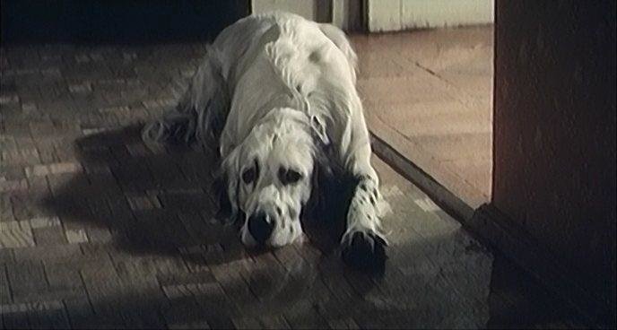 Кинофильм "Белый Бим Черное ухо"