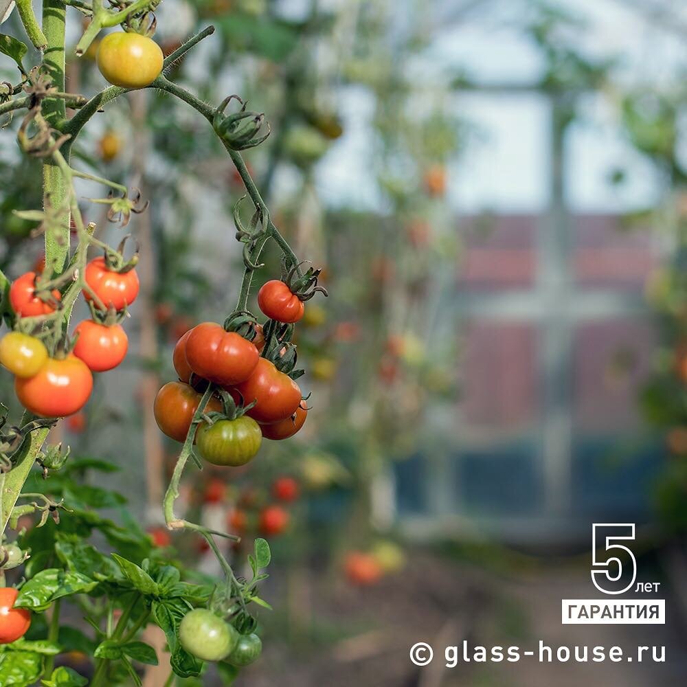 Урожай в теплице GLASS HOUSE 
