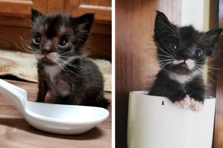 90 Cute Kitten Photos I Seriously Can't Get Over