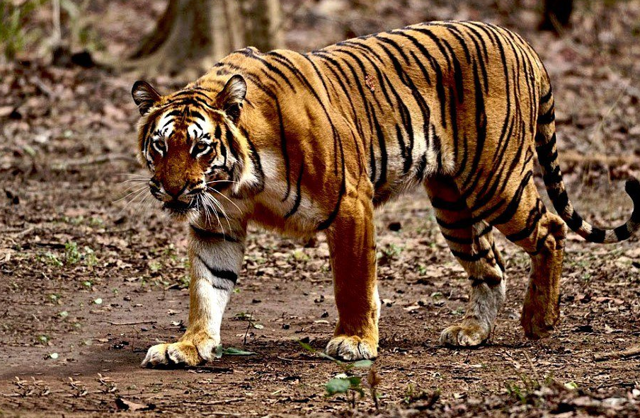 Бенгальский тигр