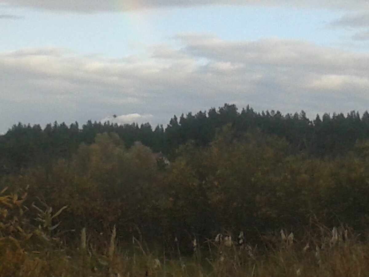 Странный дом в зарослях согры.