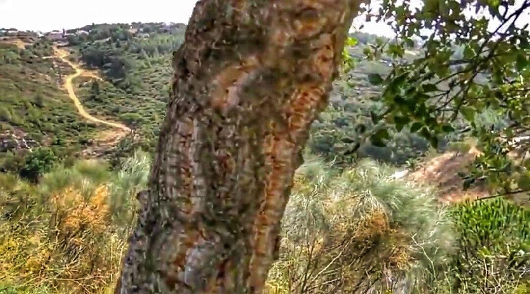 Фото предоставлено каналом "Наша новая жизнь в Португлии" (Youtube)