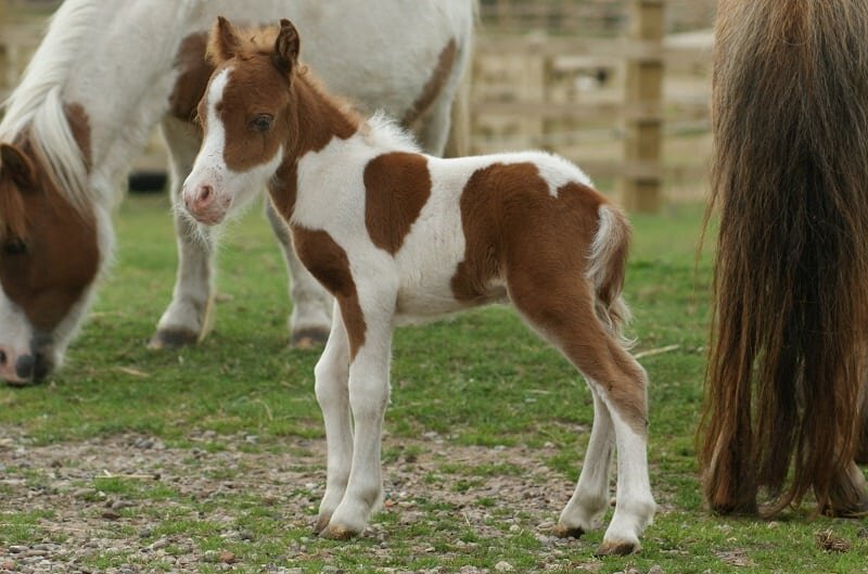 Мини-лошадь фалабелла
