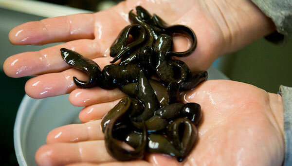 Ферма с пиявками 