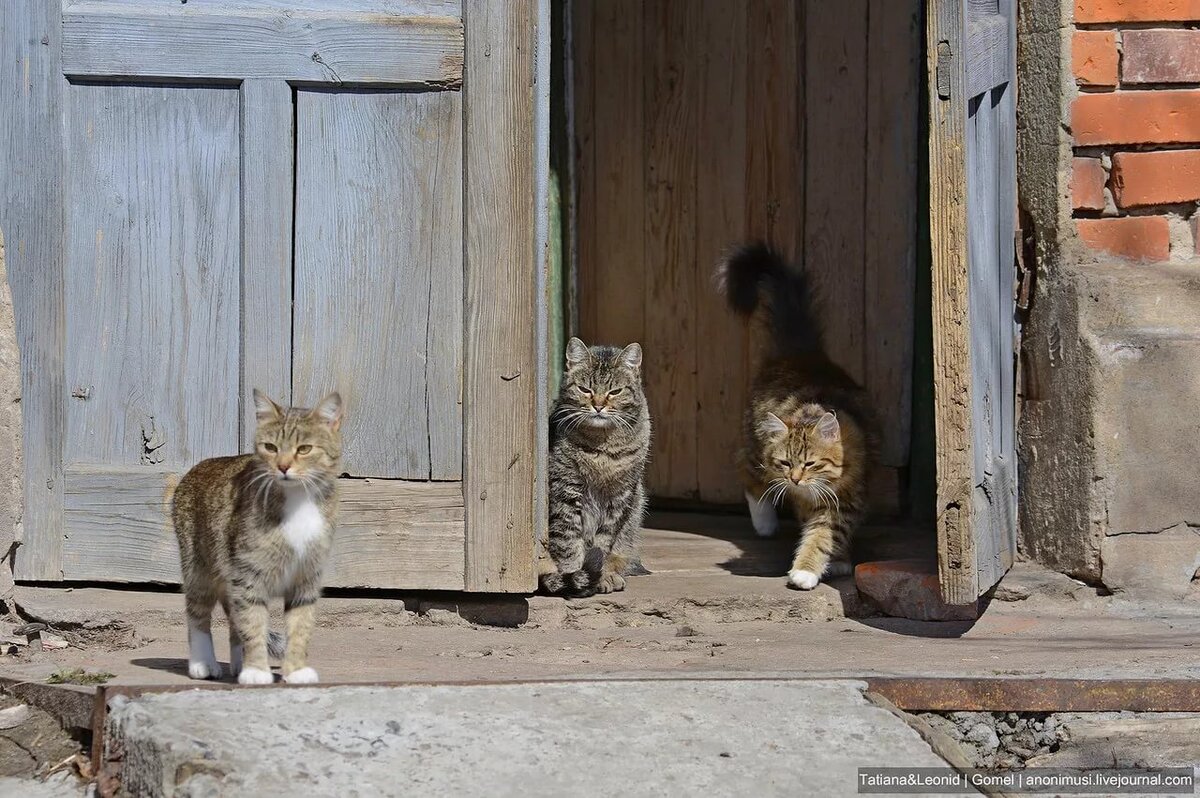 кошки в деревне фото