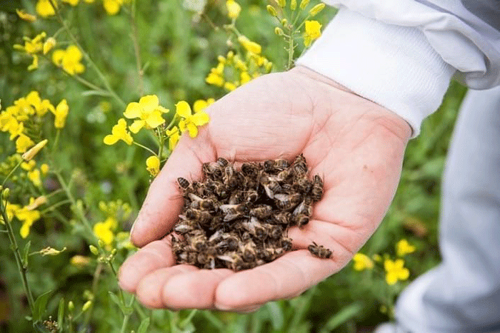 Можно ли детям давать настойку на пчелином подморе?🐝🐝🐝 | Пчела & Человек | Дзен