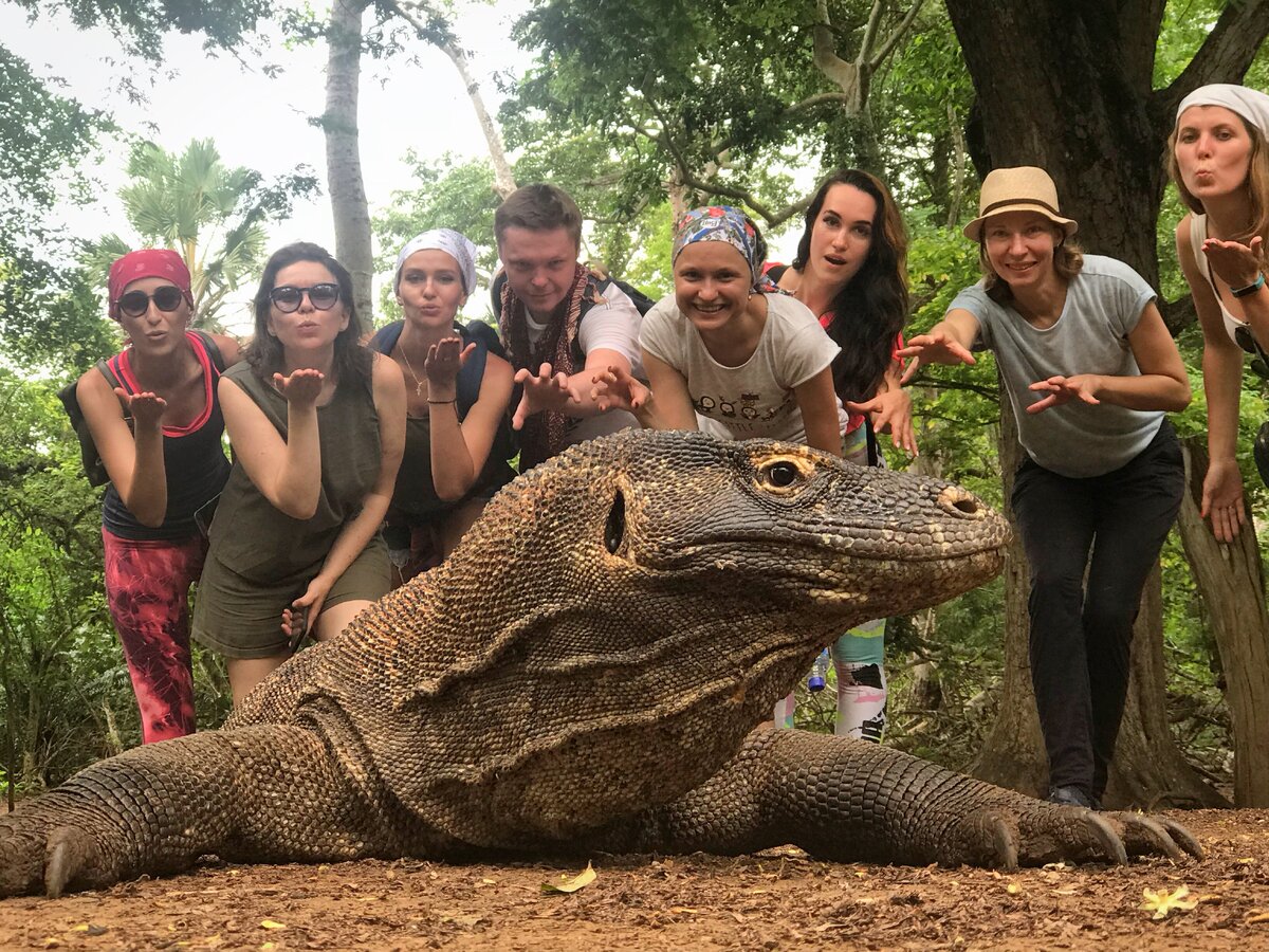 Новогодние Драконы