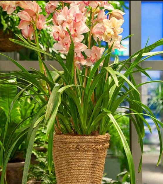 Изысканные варианты прозрачных стеклянных кашпо