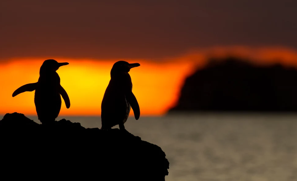 Пингвины на Галапагосах.  Фото с сайта flickr.com