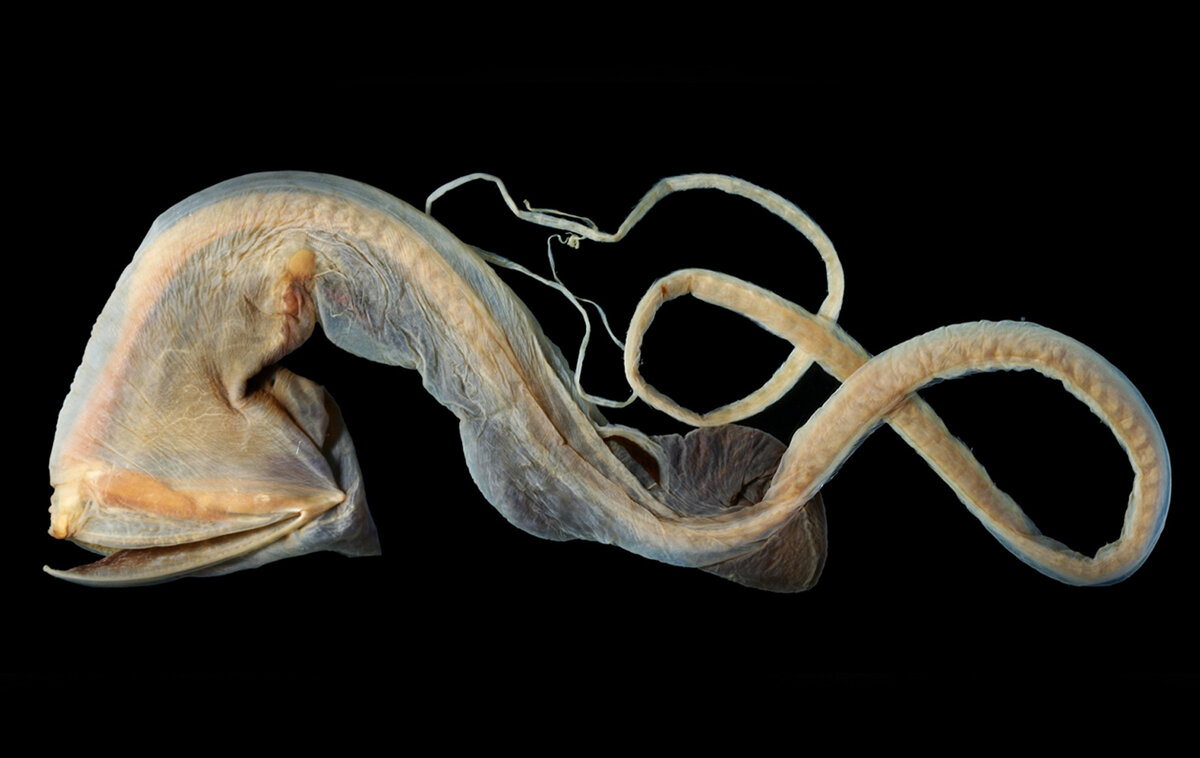 "Что-то внучек совсем отощал!"