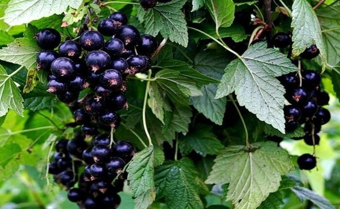 Фото с сайта sadik-i-ogorod.ru