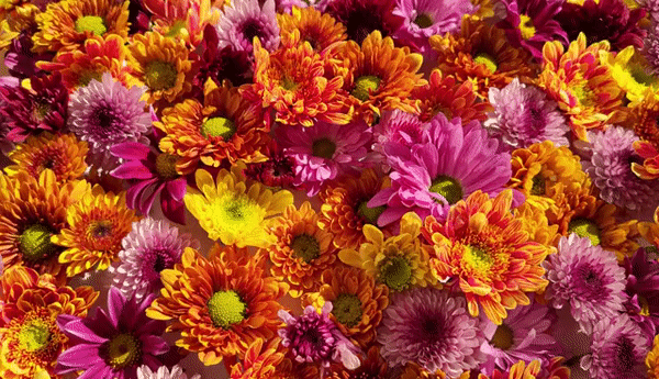 Благодаря камере с высоким разрешением можно увеличивать фотографии без потери качества