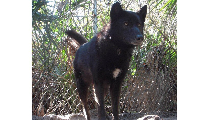 «Жена» Юки — Белла. 