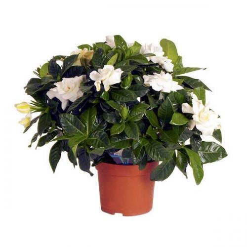  
Любое из этих растений цветет по-особенному. Некоторые выпускают 1-2 цветоноса, а некоторые зацветают пышной кроной. Любой такой цветочек не оставит равнодушной ни одну представительницу прекрасного пола.  
Стоит отметить тот факт, что цветущие растения всегда нравятся романтичным и женственным натурам. Именно они лучше всего подходят на подарок для 8 марта. Мы рекомендуем вам найти такое комнатное растение, которое зацветает именно в марте. Оно будет смотреться весьма эффектно. 